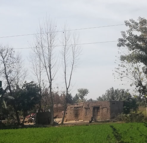 Old mud house in the center of crops
