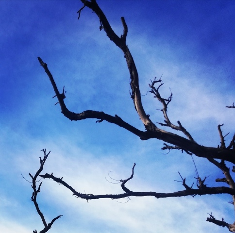 leafless branches with blue sky background