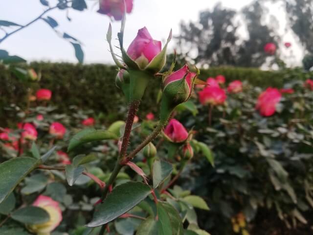 Pink rose bud 