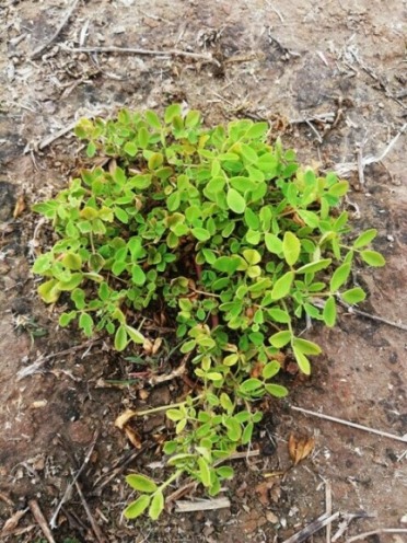 Tiny wild plants arrangement in the ground 