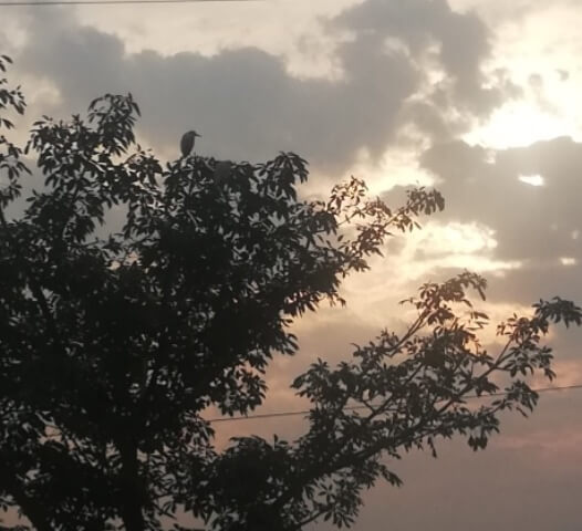 Bird with cloudy morning