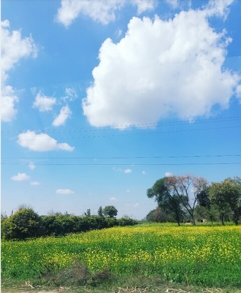 Blue sky with clouds and mustard 