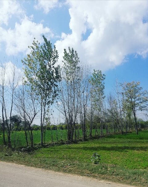 Tree line with cloudy sky