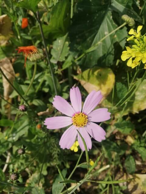 Purple daisy 