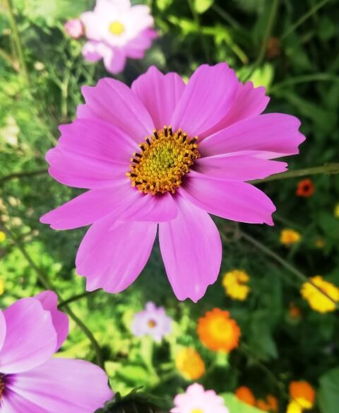 Purple daisy flower 