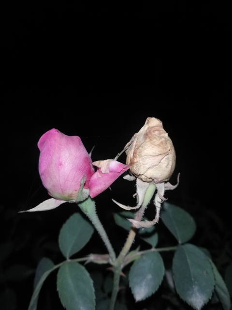 A healthy and a wilted bud twins 