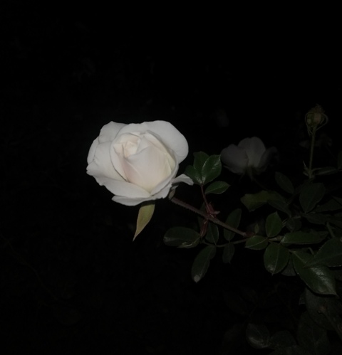 White rose in darkness