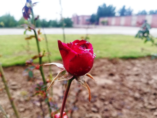 A rose bud with rain water 