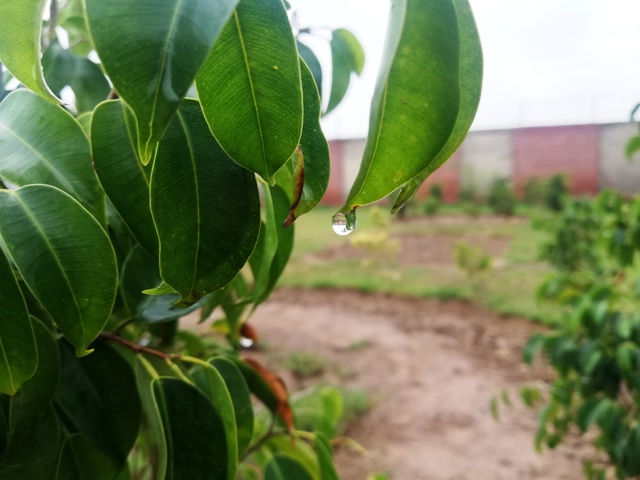 Beautiful raindrop on a plant leaf