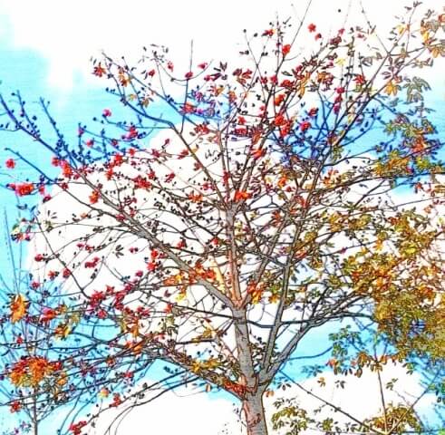 Aesthetic autumn silk cotton tree or bombax ceiba