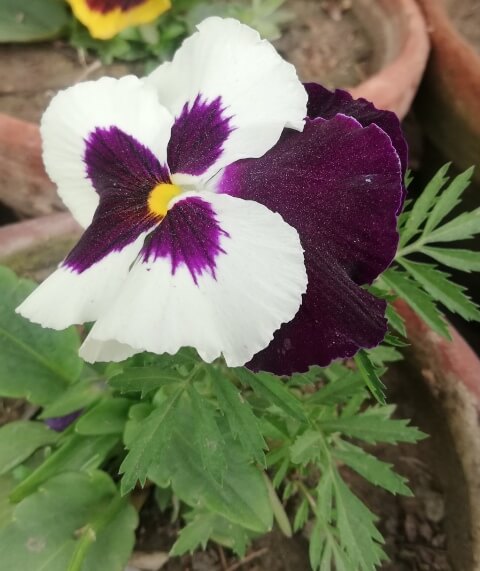 White and purple petunia 