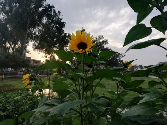 Sun flower in cloudy weather 