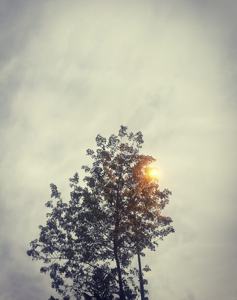 Sun hiding behind the tree