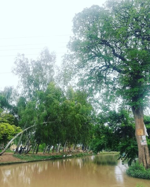 A giant tree near canal 
