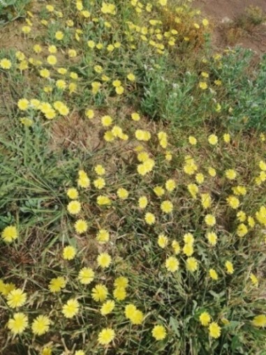 Dandelion carpet in a ground 