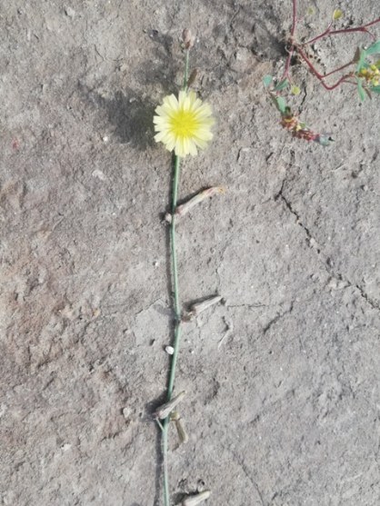 A dandelion with stalk 