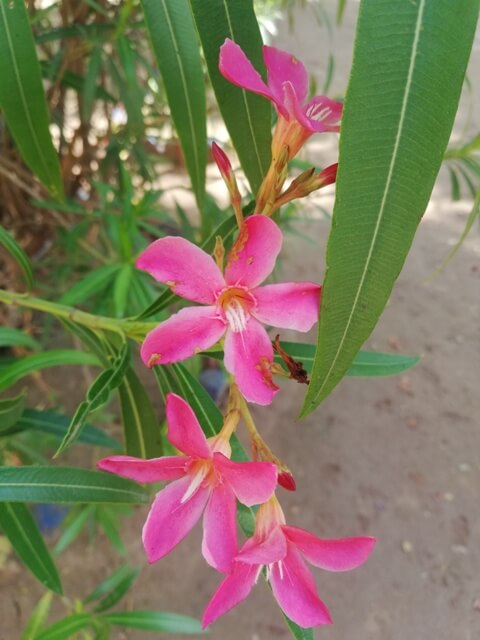 Beautiful flowers in garden 