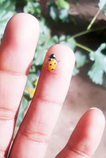 Lady bug on a finger