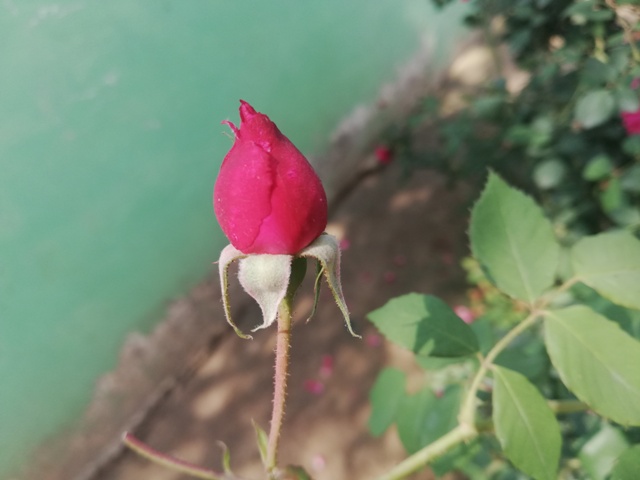 A red rose bud 