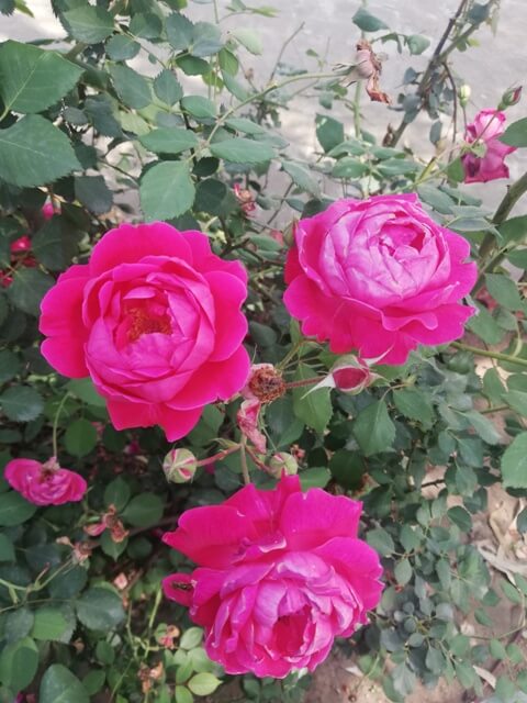 Pink roses on a plant