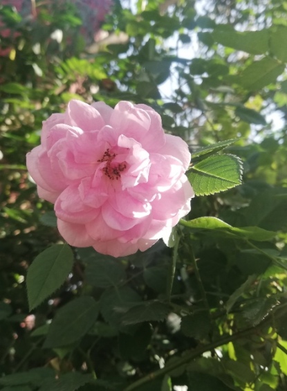 Beautiful pink rose on rose plant