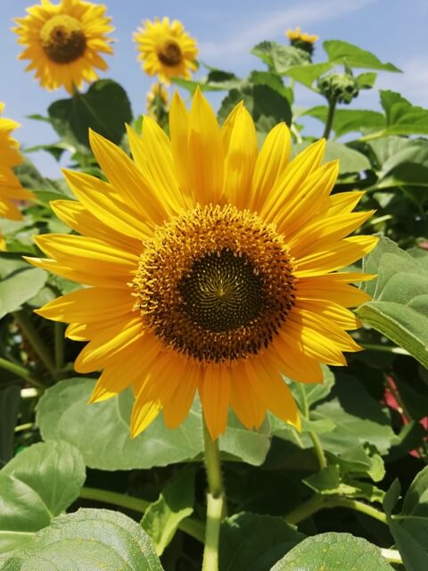 Sun flower on a sunny day 