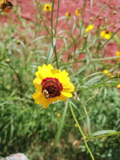 A yellow flower with a bee 