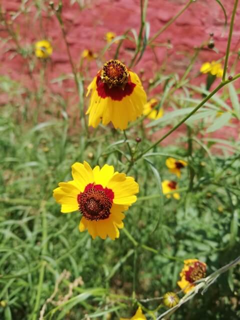Marigold in a garden 
