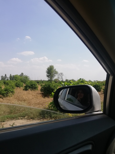 An orchid garden view from car window