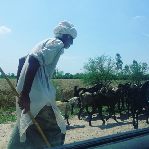Old man with his goats herd on a road side
