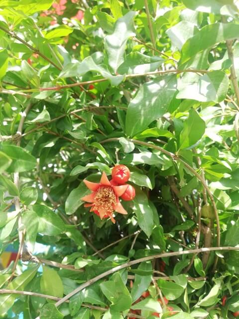 Pomegranate bud 