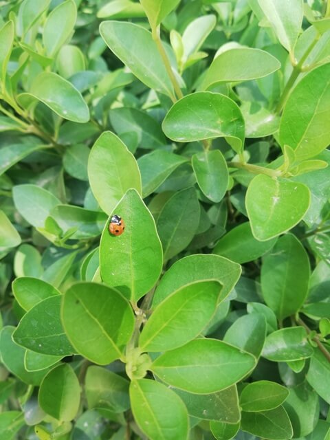 Green leaves with a lady bug