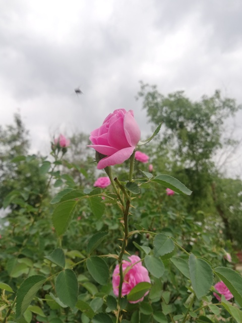 A rose blooming in cloudy weather