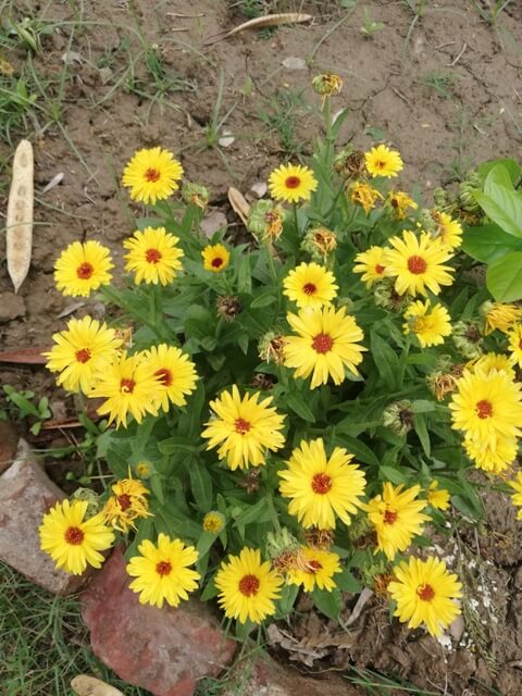 Marigold plant with flowers 