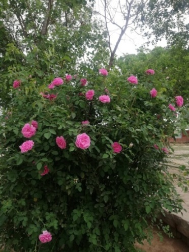 A rose plant loaded with flowers