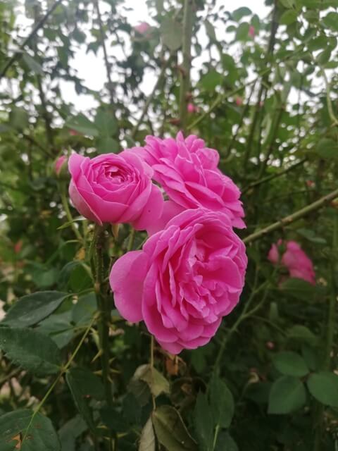 Pink beautiful roses