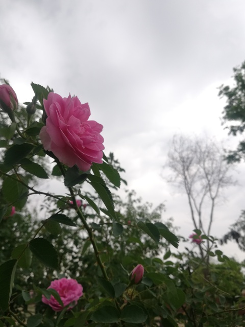 Rose and cloudy weather