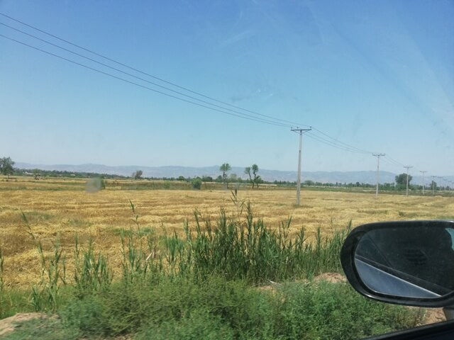 Crops landscape from car window