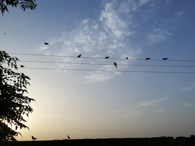 Birds of morning