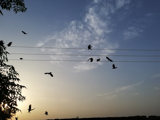 Sunrise beauty with birds