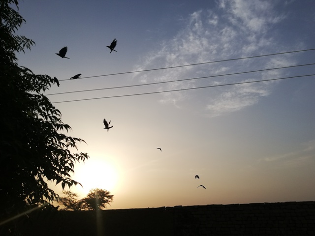 Birds flight during sunrise