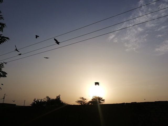 Morning sun with a bird