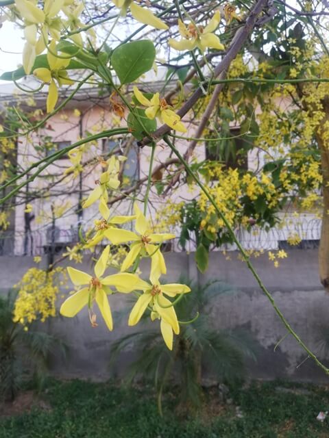 Attractive flowers of cassia fistula also known as amaltas