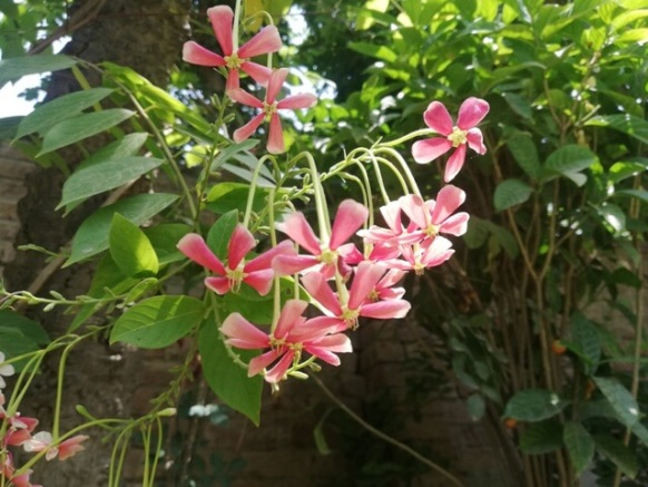 Rangoon creeper flowers