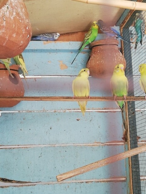 Small parrots in a cage