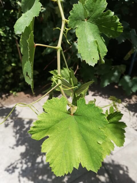 Grape vine leaf 