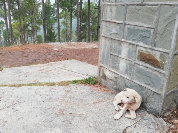 Dog in a hilly area