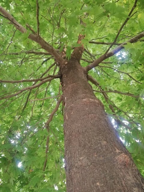 A green shady tree