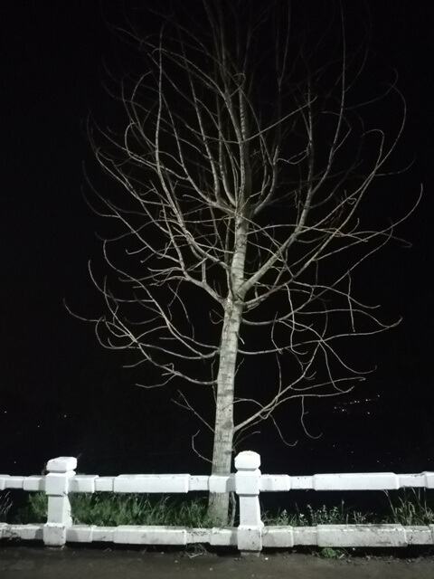A leafless tree in darkness 