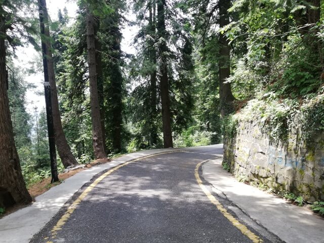 A road with pines in a hill station